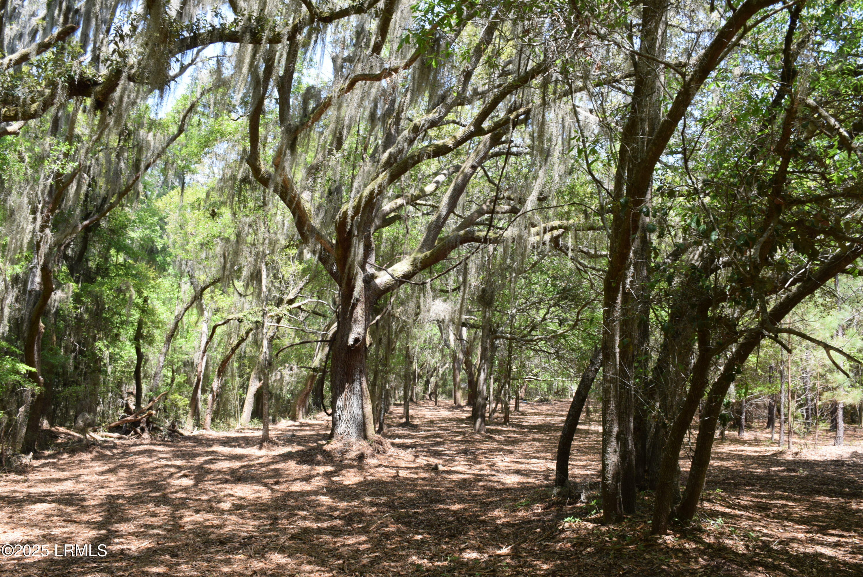 Tbd Edgewater Downs Beaufort, SC 29907 - Photo 5 of 10 DSC_0005