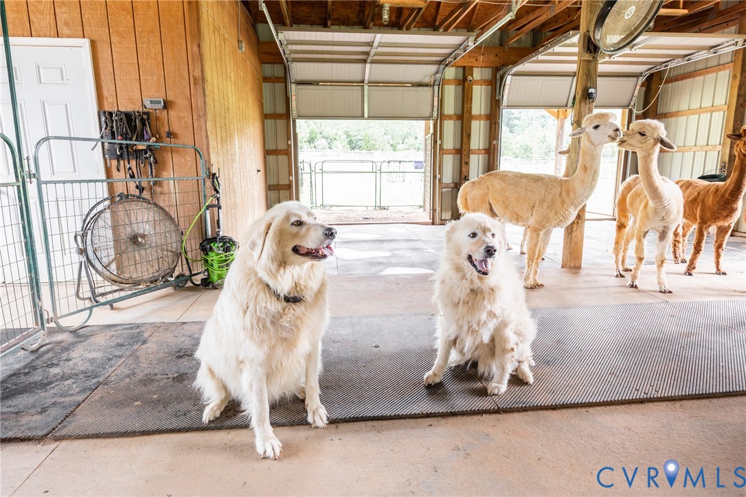 768 Hardtimes Road Farmville, VA 23901 - Photo 46 of 56 Two alpaca guard dogs are shown at barn interior f