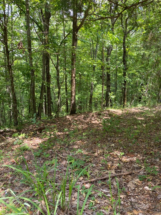 8-9 Mountain Ridge Drive Waverly Hall, GA 31831 - Photo 6 of 7 a big yard with lots of green space and deers