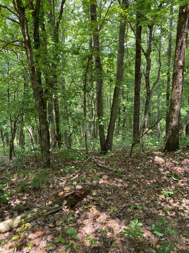 8-9 Mountain Ridge Drive Waverly Hall, GA 31831 - Photo 7 of 7 a big yard with lots of green space and trees