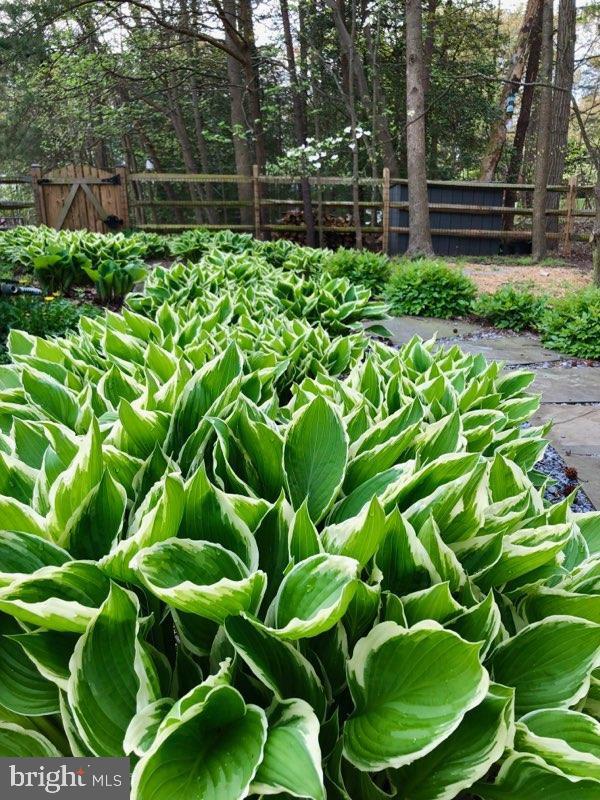 1631 Concordia Drive Pasadena, MD 21122 - Photo 41 of 53 Hostas galore