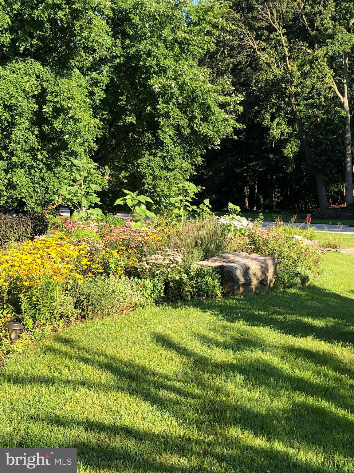 1631 Concordia Drive Pasadena, MD 21122 - Photo 43 of 53 Butterflies and blueberries