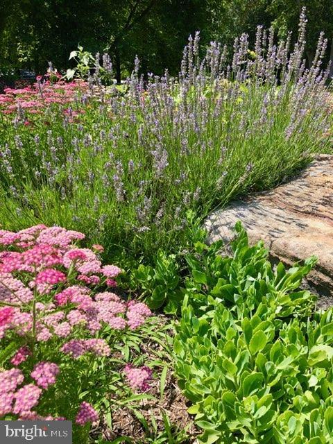 1631 Concordia Drive Pasadena, MD 21122 - Photo 5 of 53 Bay certified gardens