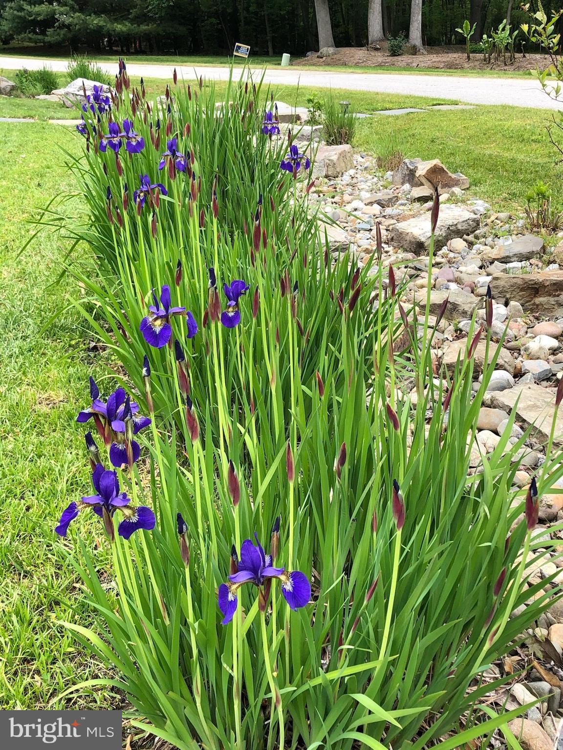 1631 Concordia Drive Pasadena, MD 21122 - Photo 6 of 53 The iris's flourish