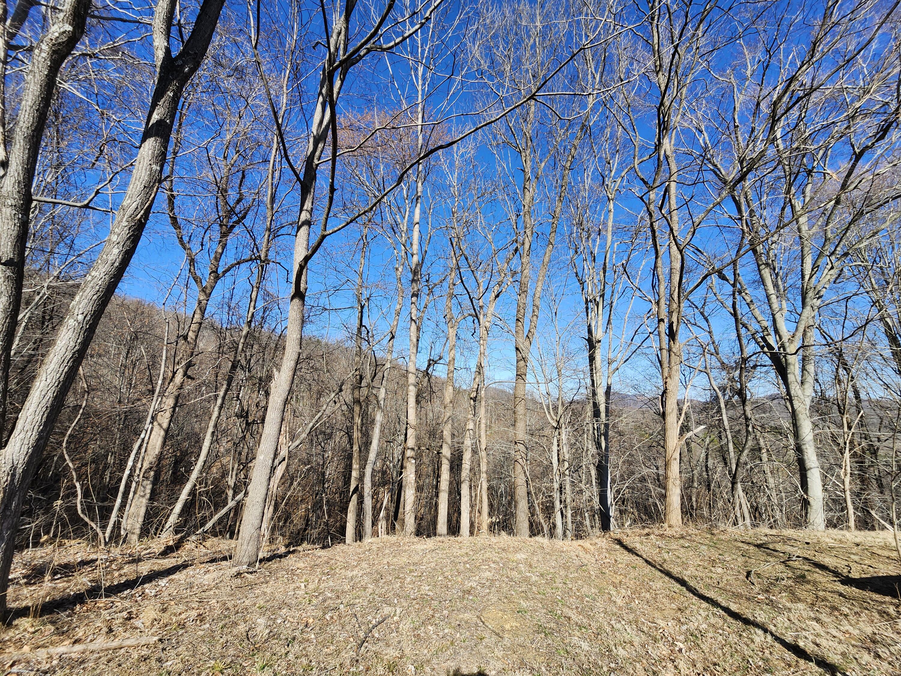 1445 Griffith Hill Road Ferrum, VA 24088 - Photo 14 of 23 a view of a backyard of the house