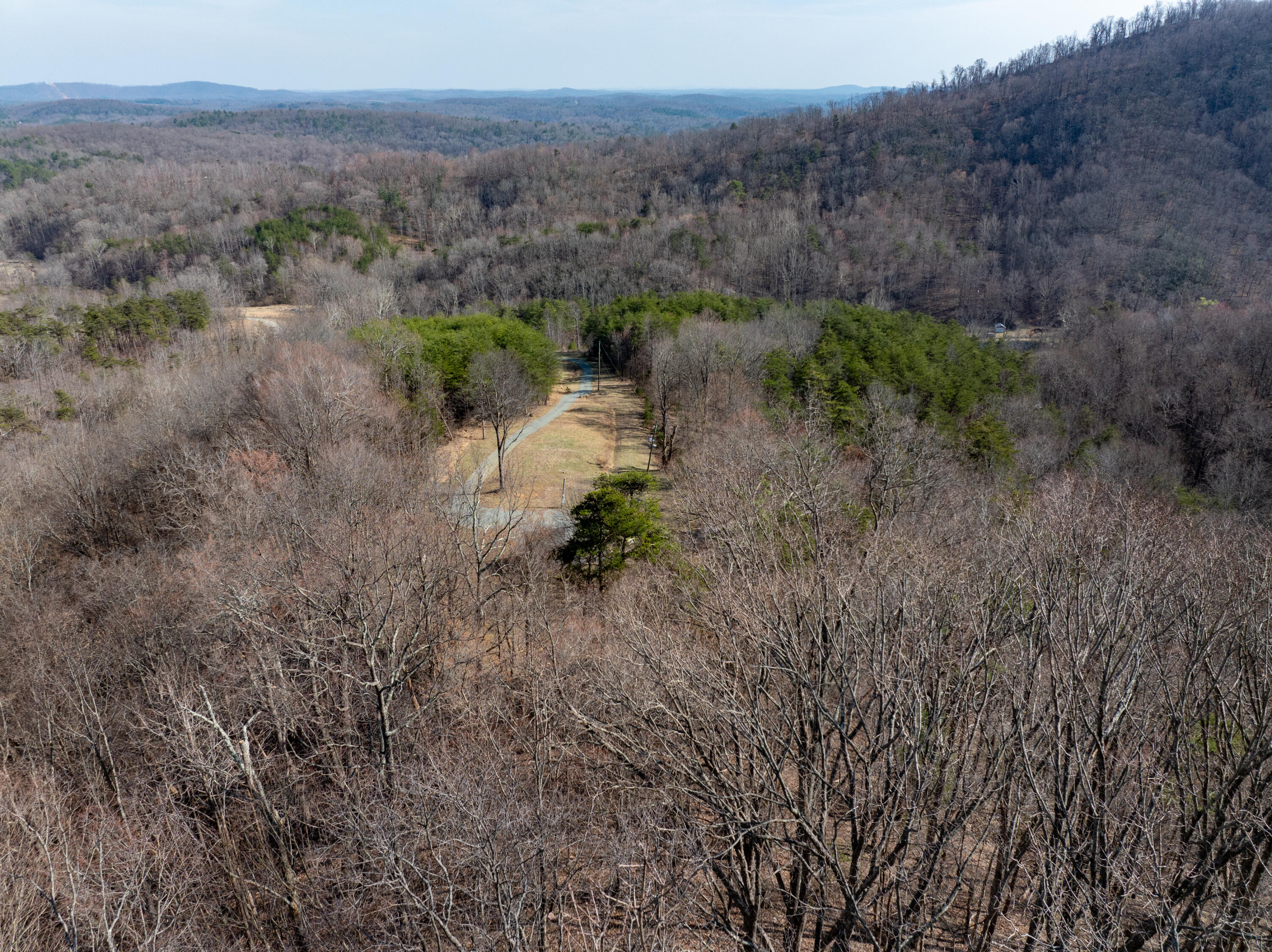 1445 Griffith Hill Road Ferrum, VA 24088 - Photo 9 of 23 a view of a forest with trees in the background