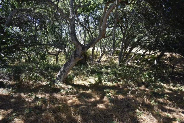 a view of a yard covered in snow