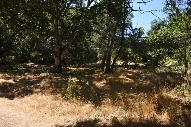 a view of a tree outside a yard