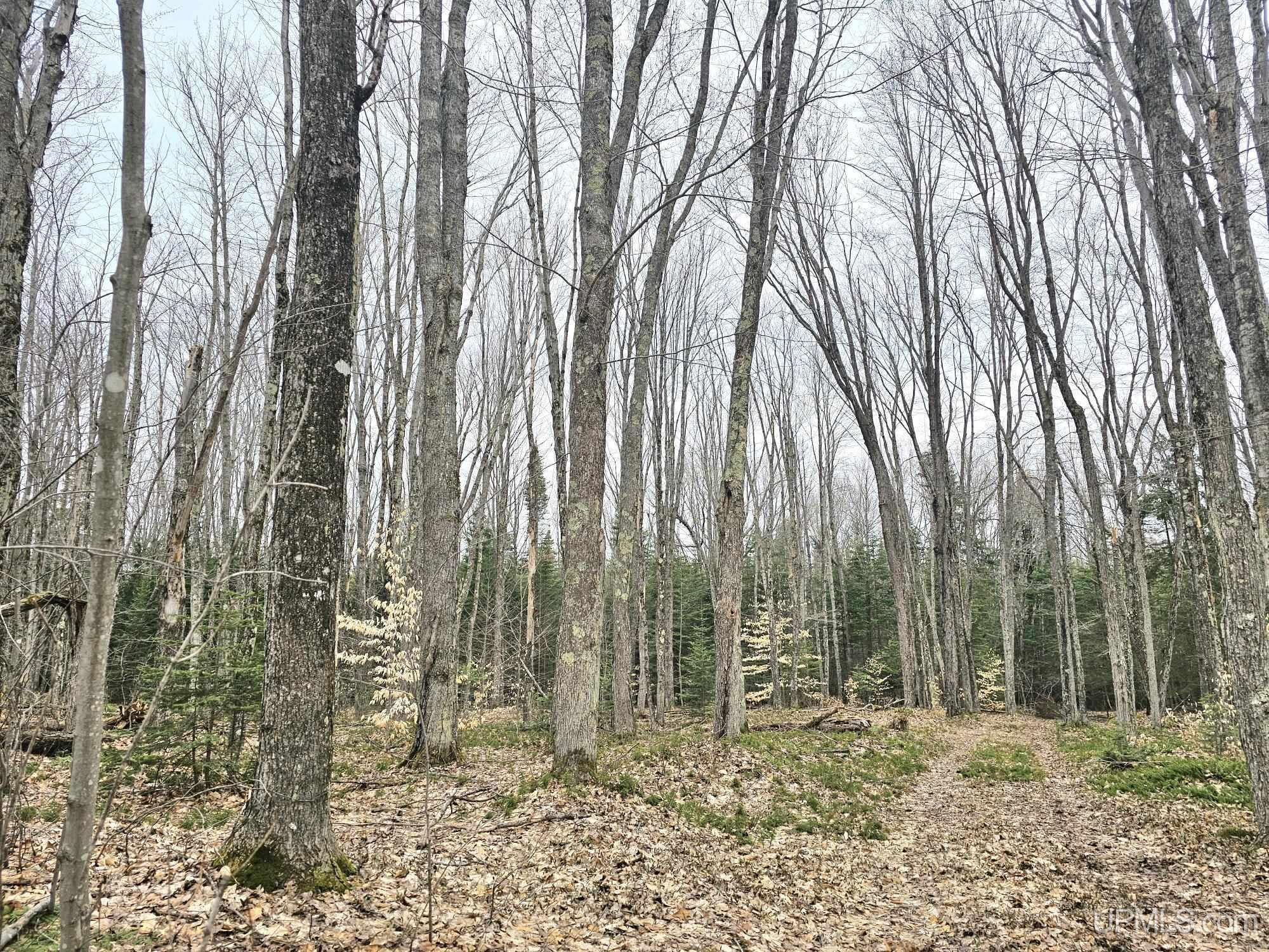 23 Camp 23 Road Germfask, MI 49836 - Photo 5 of 16