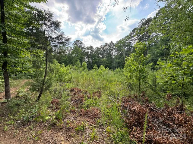 a view of a lush green forest