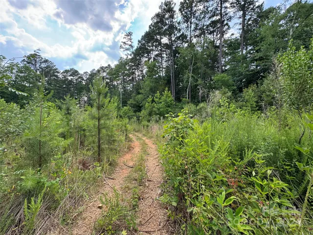 a view of a lush green forest with lots of trees