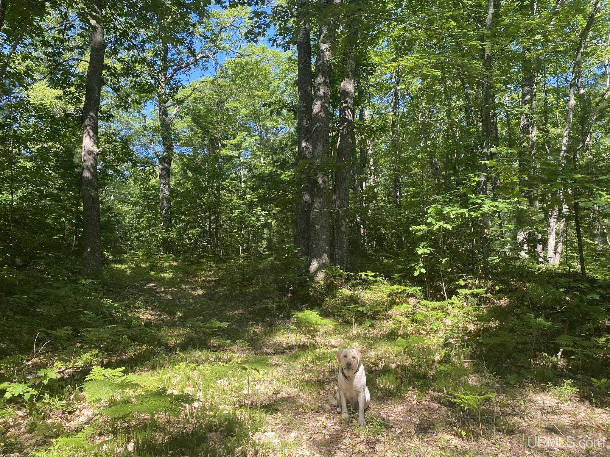 Camp Finally Camp Finally Off Co Road Ishpeming, MI 49849 - Photo 29 of 33