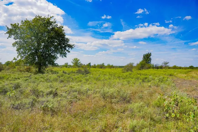 a view of a forest with lots of trees