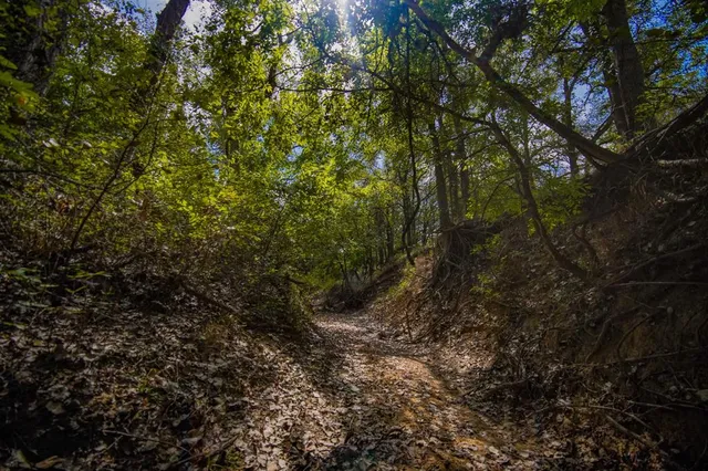 a view of a tree in a yard