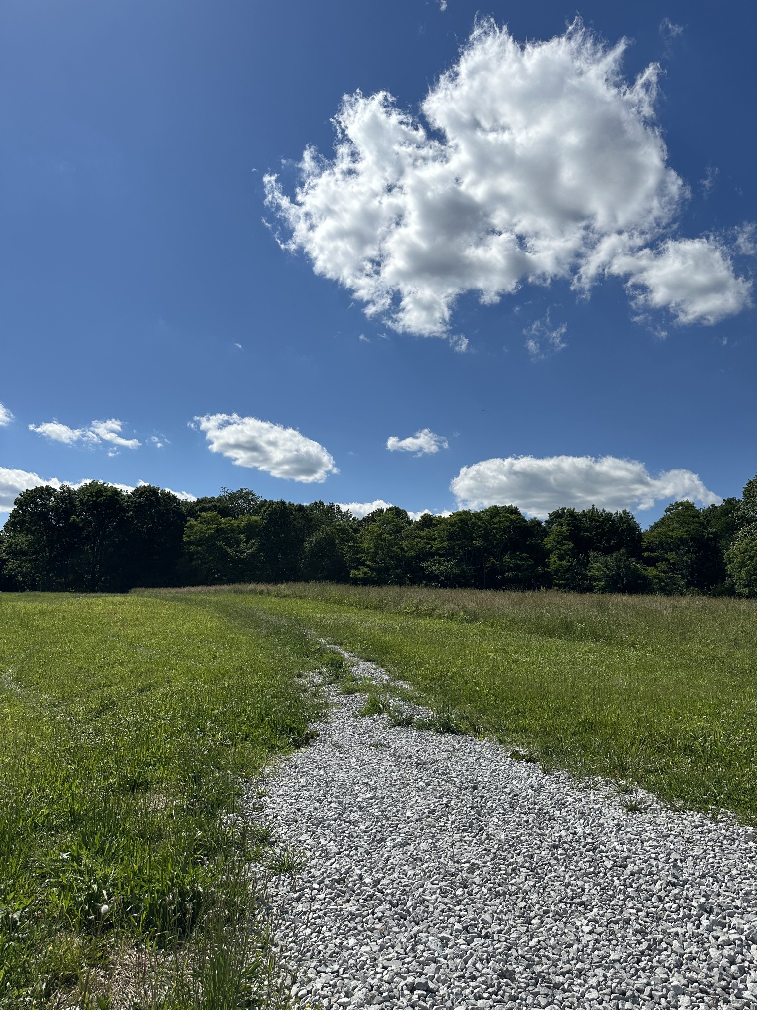 a view of a big yard of a house