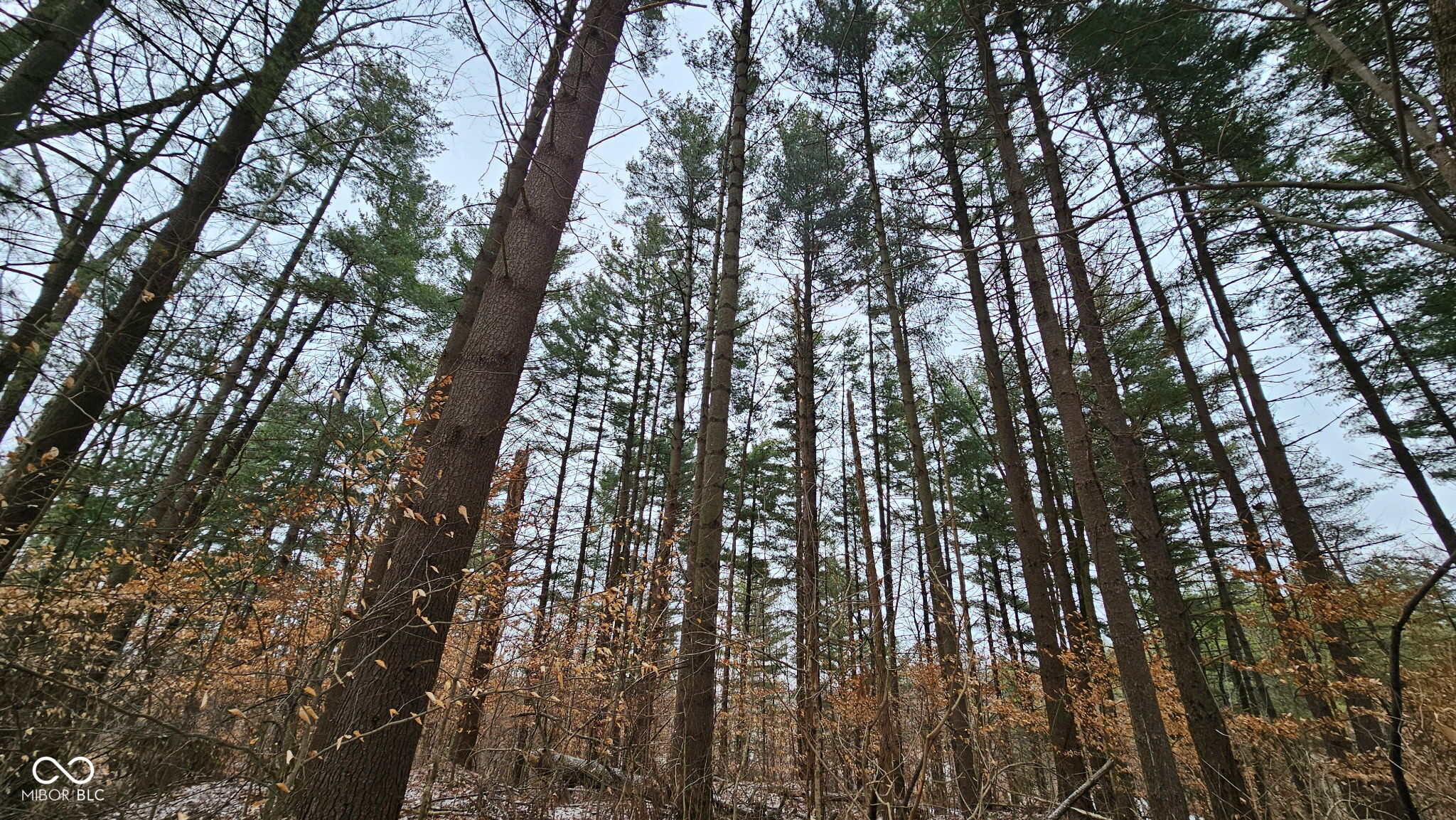 0 Mitten Road Bowling Green, IN 47833 - Photo 15 of 18