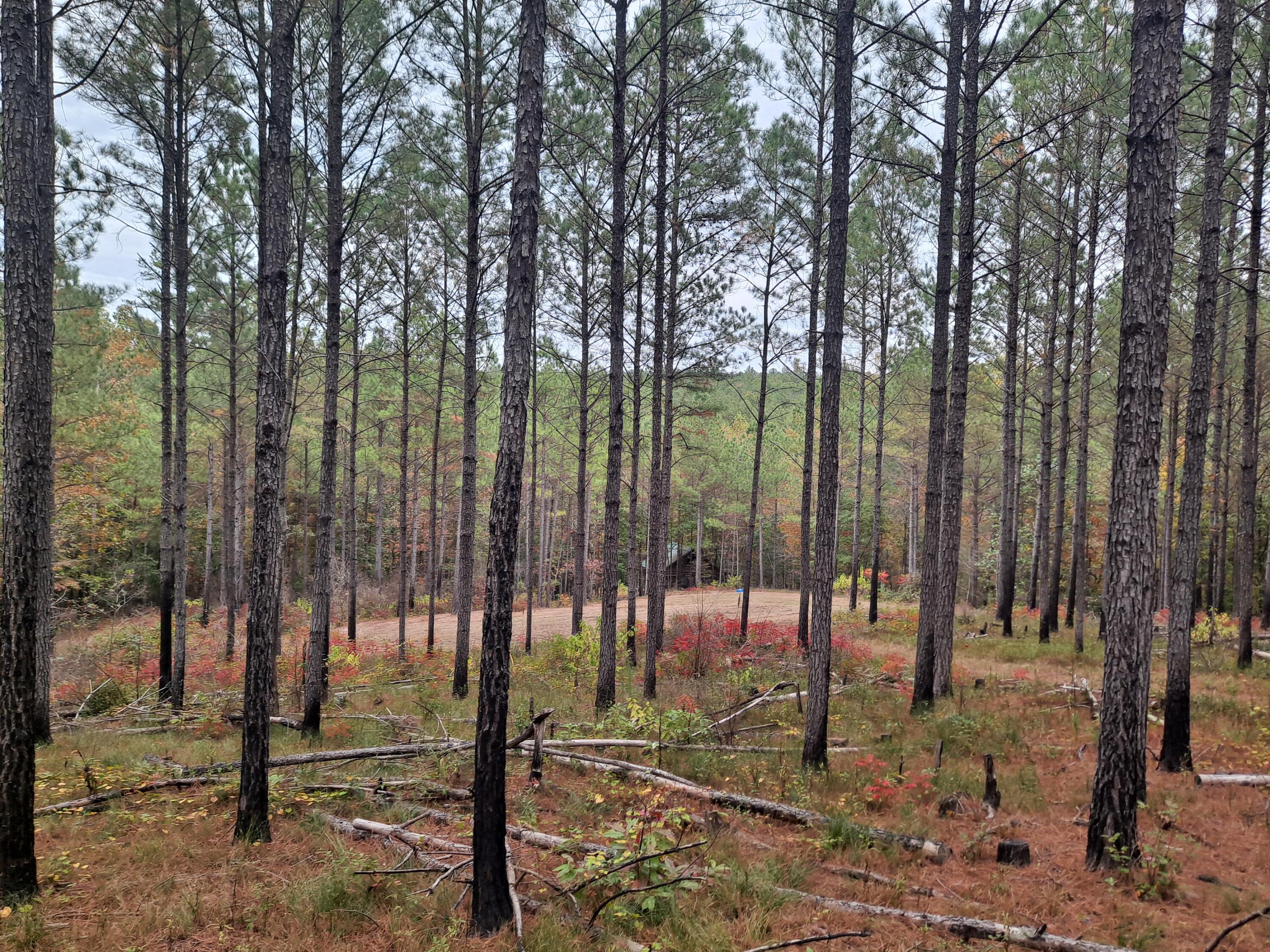 3065 Co Road Double Springs, AL 35553 - Photo 3 of 11 20251025_161149