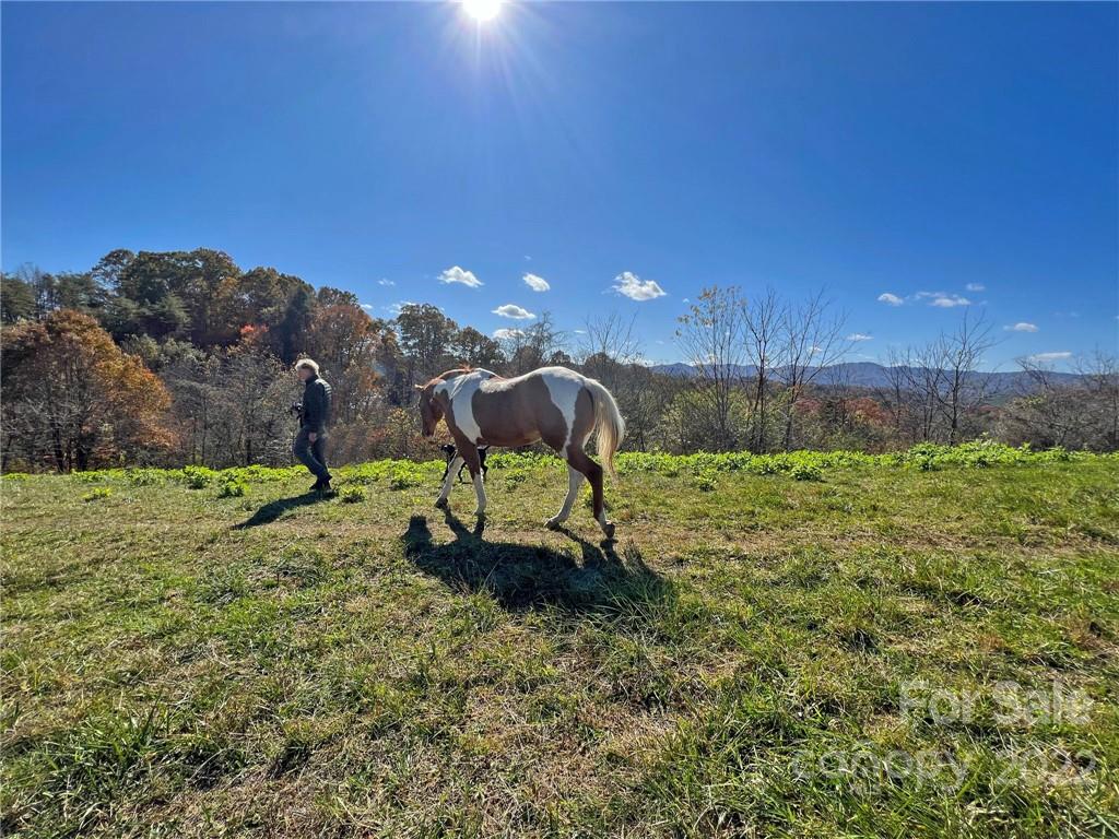 Tbd Coates Road Marshall, NC 28753 - Photo 6 of 20 Gallery Image 6