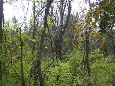 19 Kennedy Ridge Road Falmouth, KY 41040 - Photo 12 of 14 Gallery Image 12