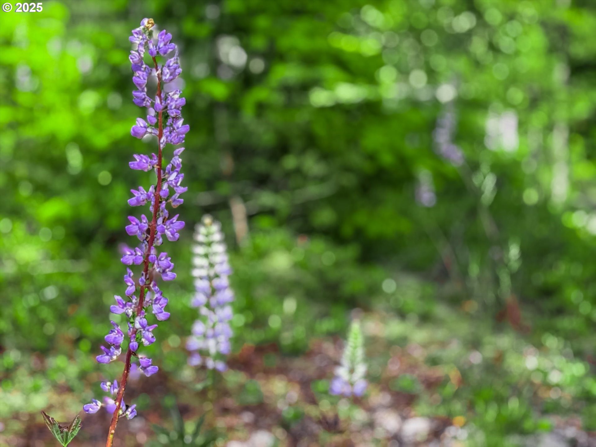 75125 Mt Hood Highway Rhododendron, OR 97049 - Photo 33 of 43 a view of a tree