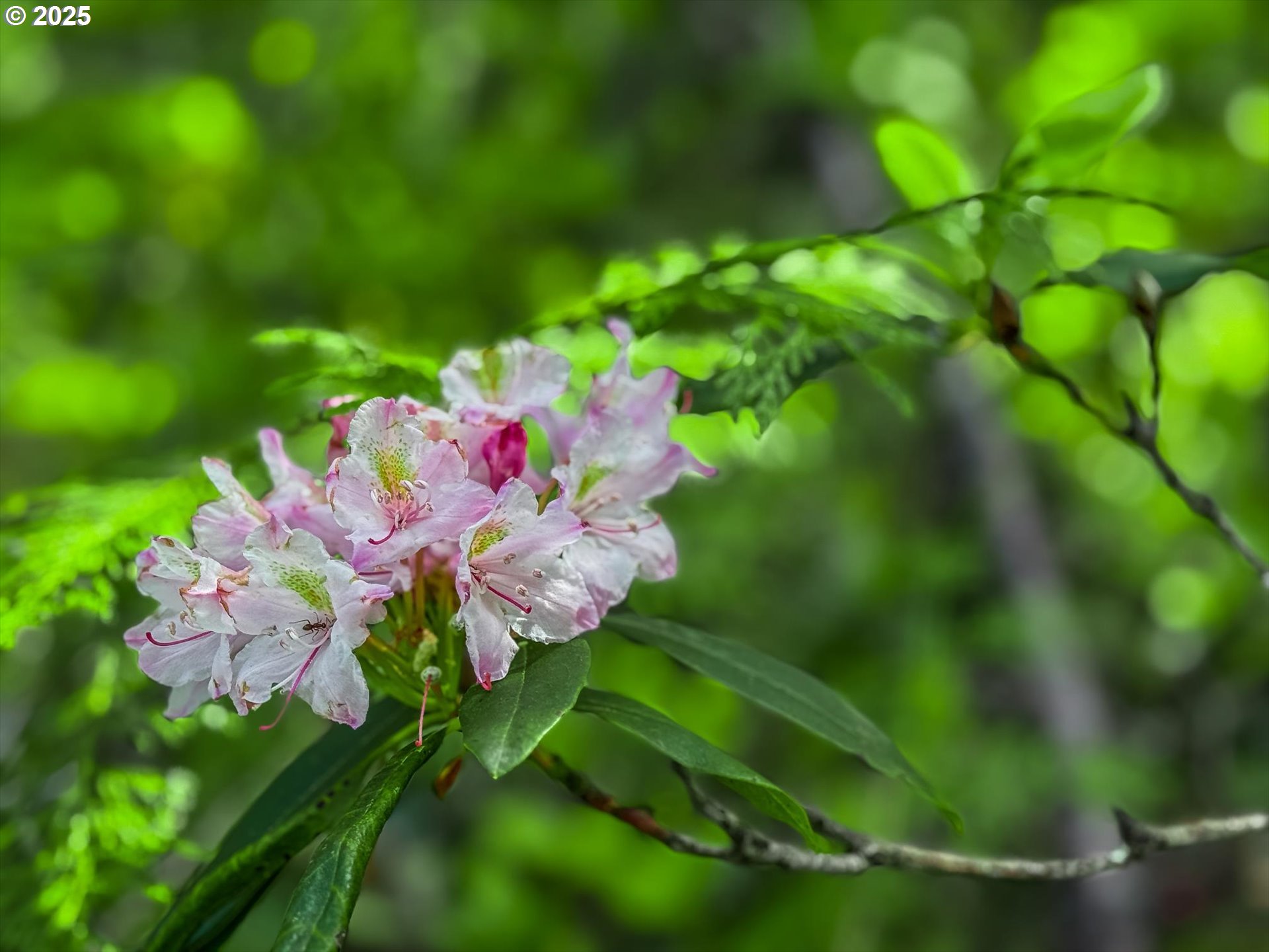75125 Mt Hood Highway Rhododendron, OR 97049 - Photo 43 of 43 a view of a flower