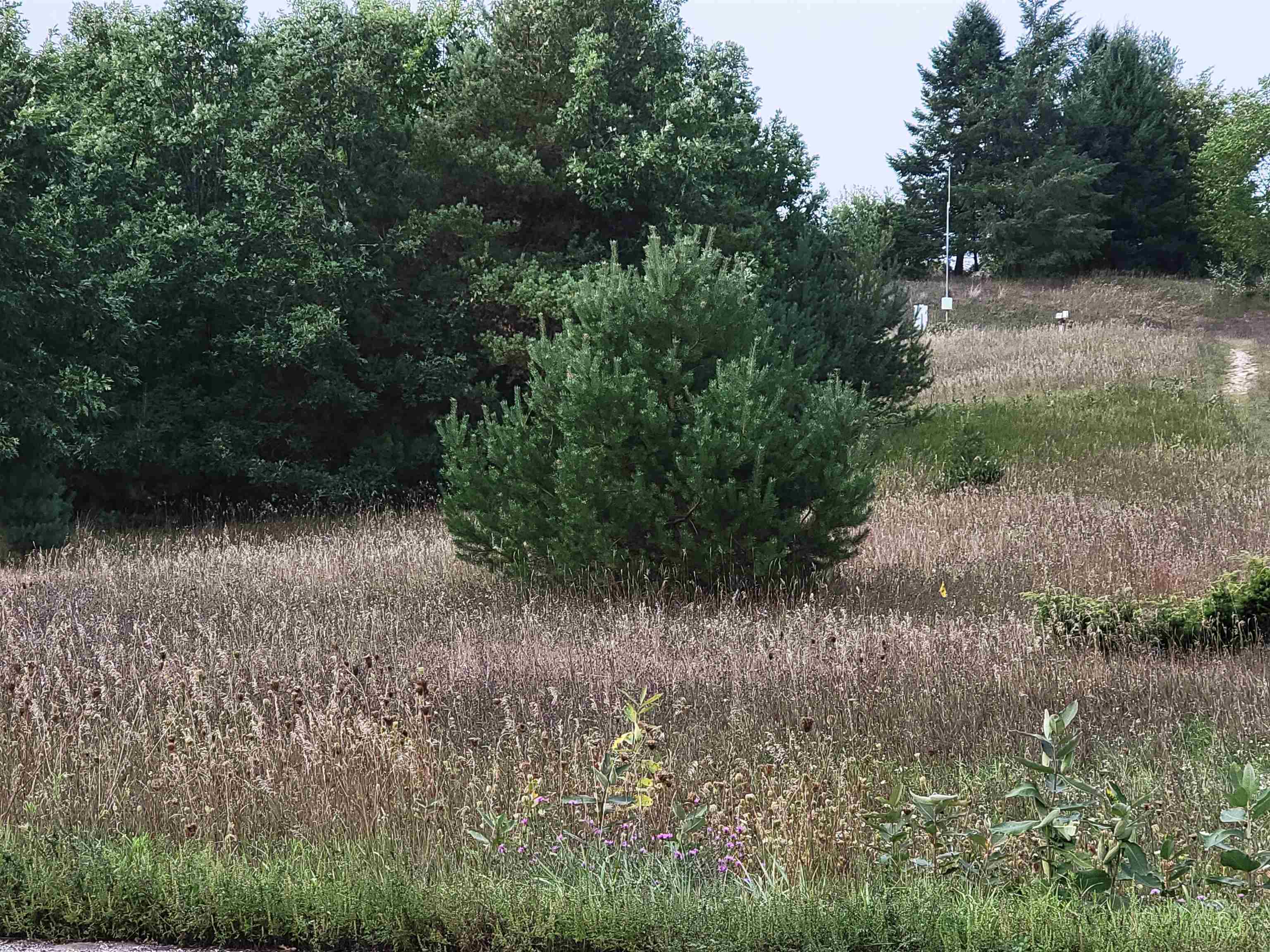 0 Plum Valley Road Northwest Alden, MI 49612 - Photo 3 of 18