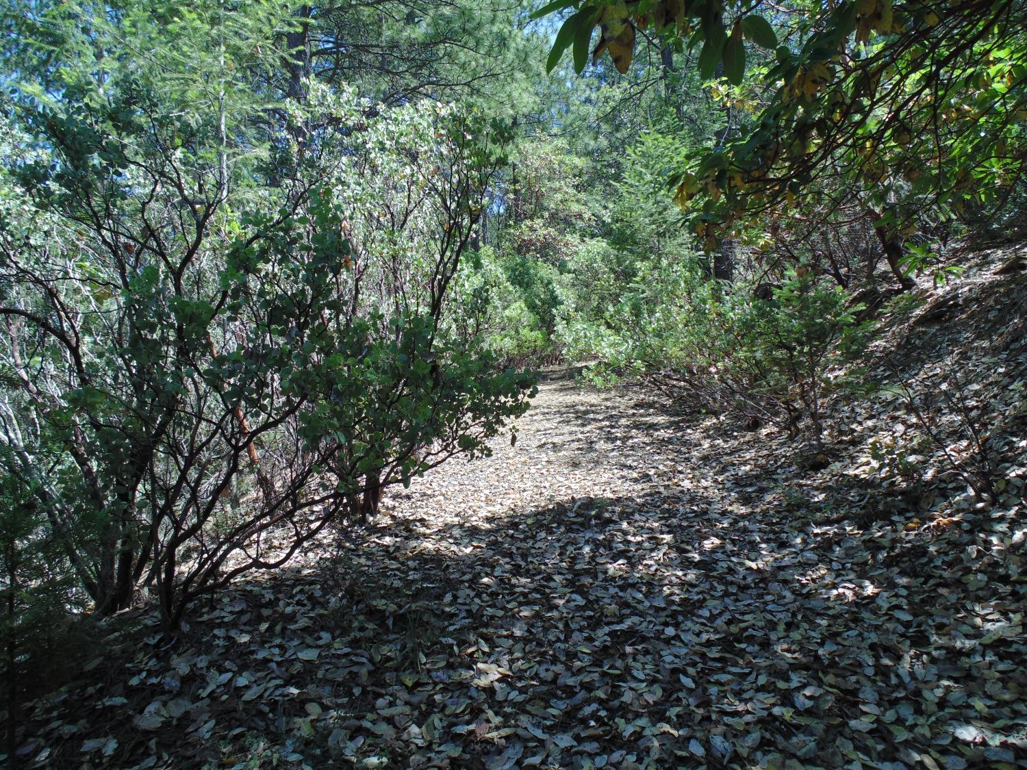35 Balderston Road Georgetown, CA 95634 - Photo 12 of 37 a view of a yard with plants and trees