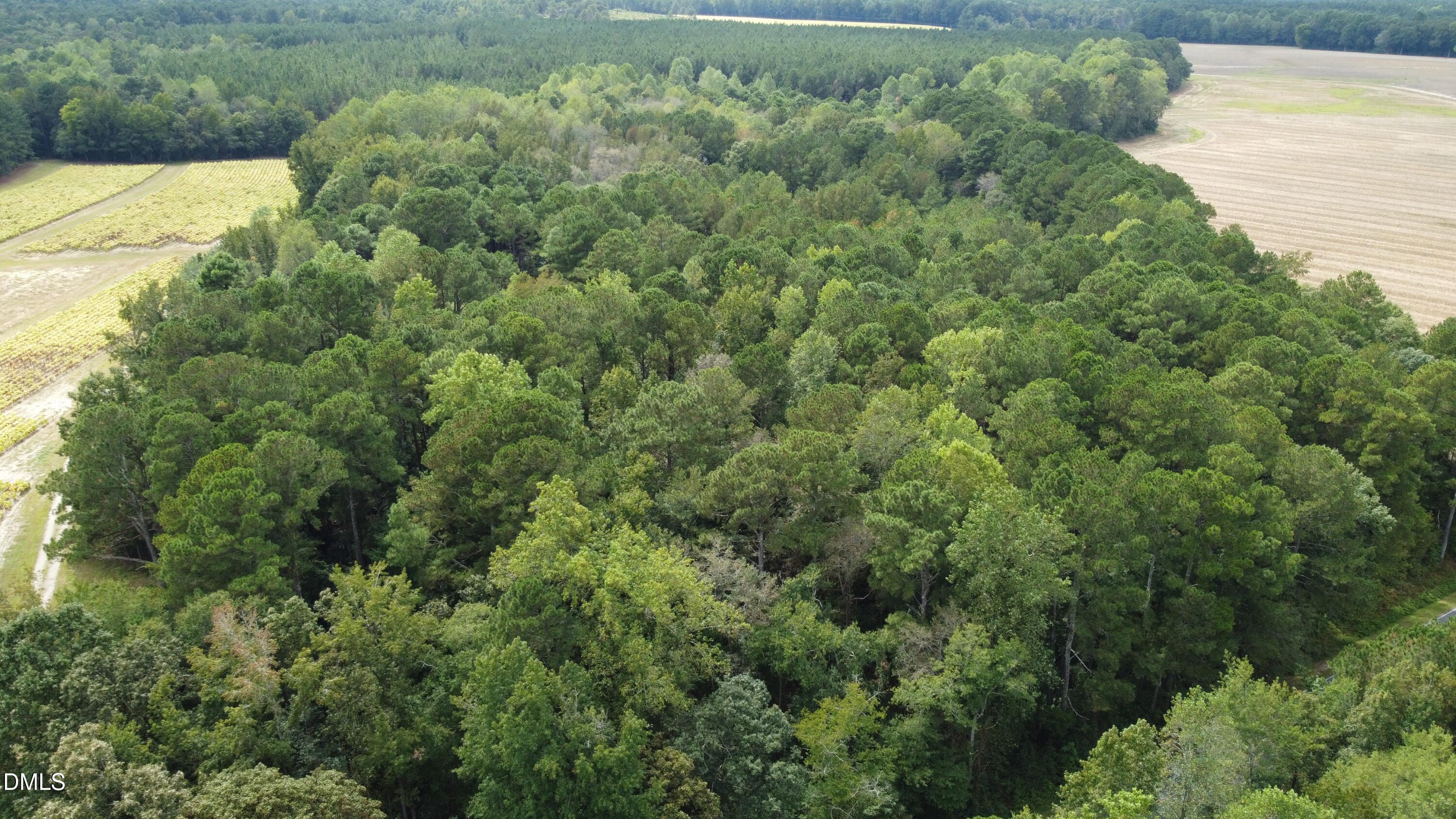 444 Sanderfer Road Bunnlevel, NC 28323 - Photo 3 of 8 a view of a forest with a houses