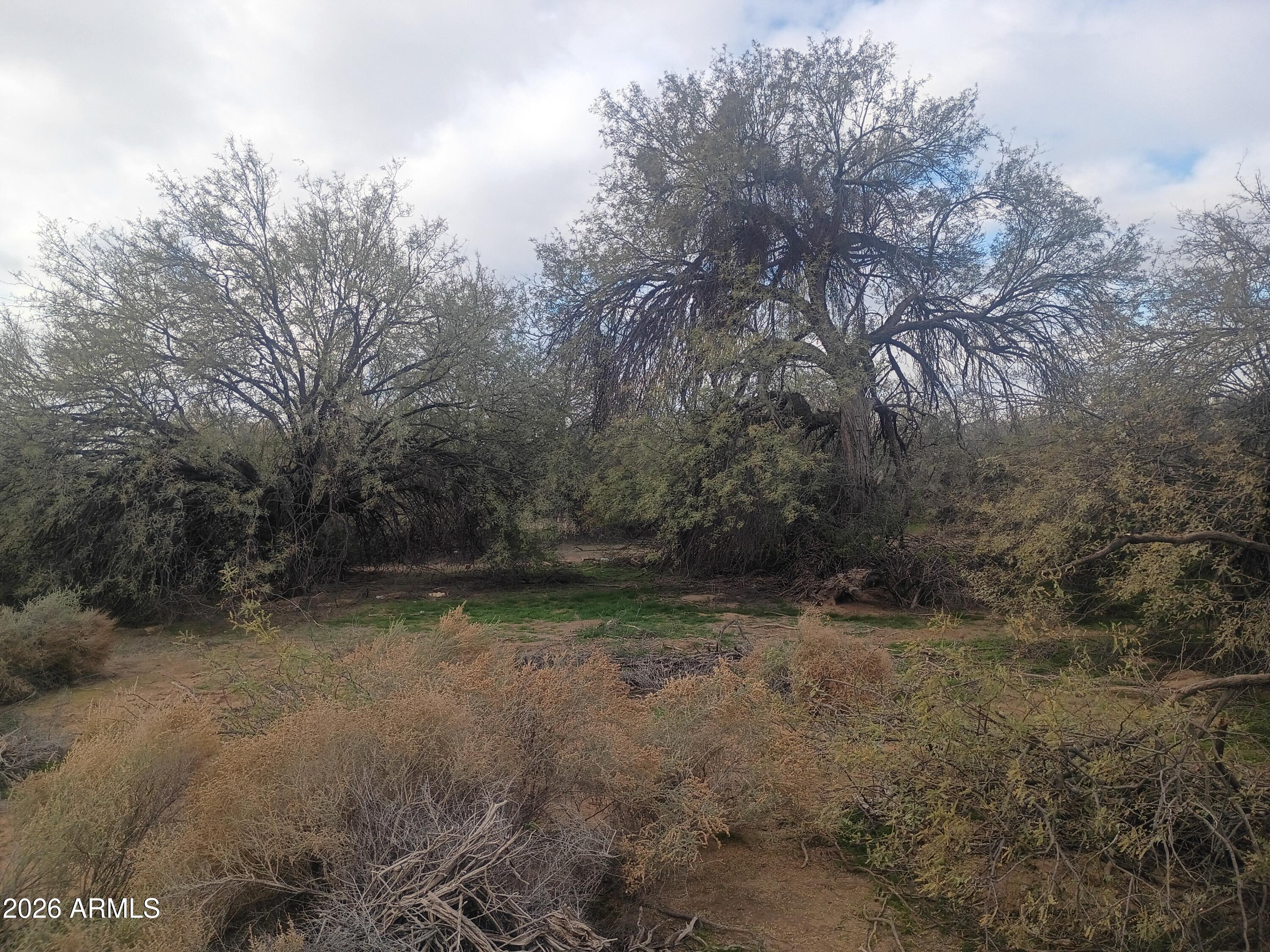 a view of a dry yard with trees