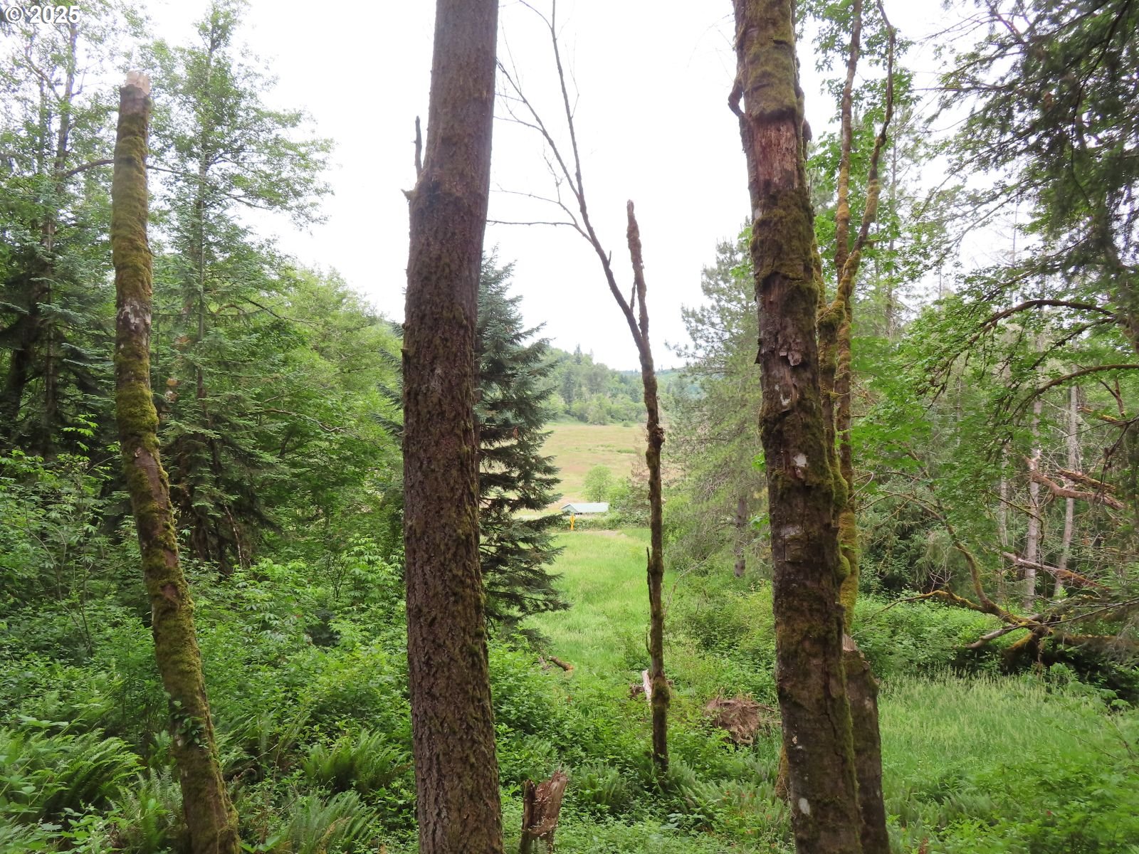 21720 Zenkner Valley Road Centralia, WA 98531 - Photo 3 of 17