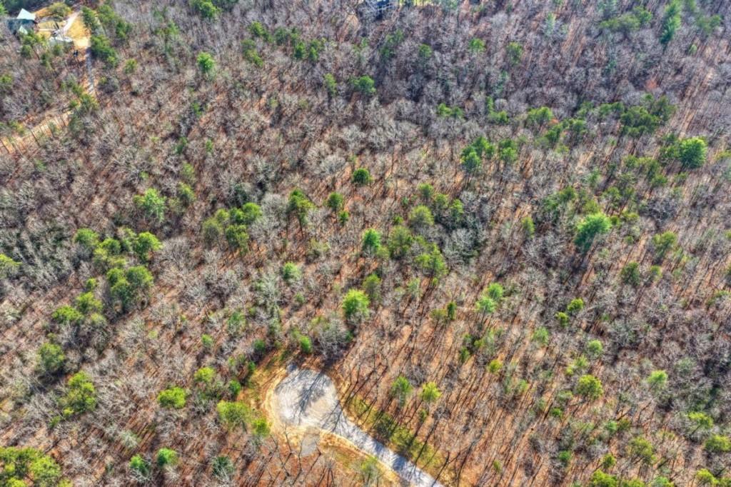 13 Rocky Ridge Mineral Bluff, GA 30559 - Photo 12 of 29 a close up of a plant in a garden