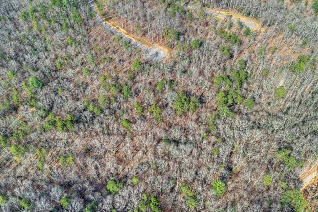 13 Rocky Ridge Mineral Bluff, GA 30559 - Photo 13 of 29 a view of a forest with a tree