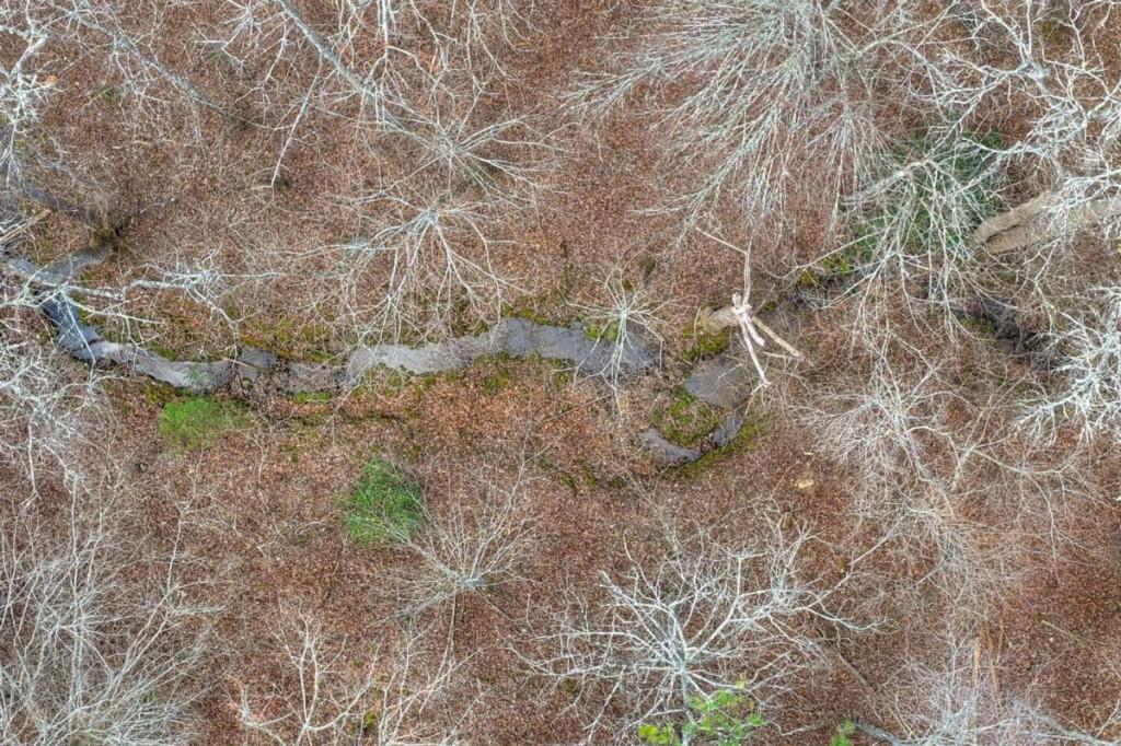 13 Rocky Ridge Mineral Bluff, GA 30559 - Photo 15 of 29 a view of a yard with a tree