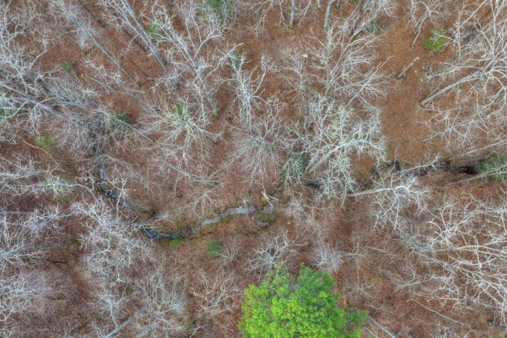 13 Rocky Ridge Mineral Bluff, GA 30559 - Photo 16 of 29 a view of a forest with lots of trees
