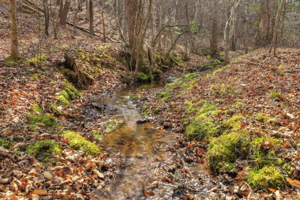 13 Rocky Ridge Mineral Bluff, GA 30559 - Photo 17 of 29 a view of a yard with large trees