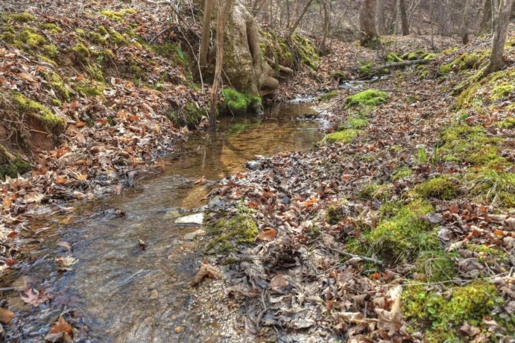 13 Rocky Ridge Mineral Bluff, GA 30559 - Photo 18 of 29 a view of a plants of yard