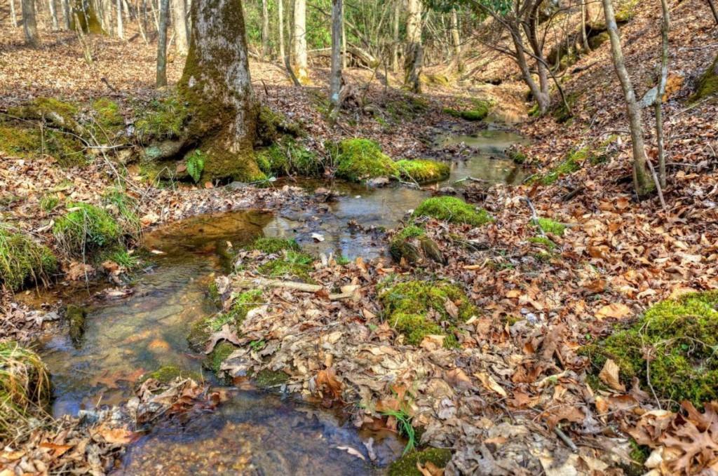 13 Rocky Ridge Mineral Bluff, GA 30559 - Photo 21 of 29 a view of a yard with plants and tree