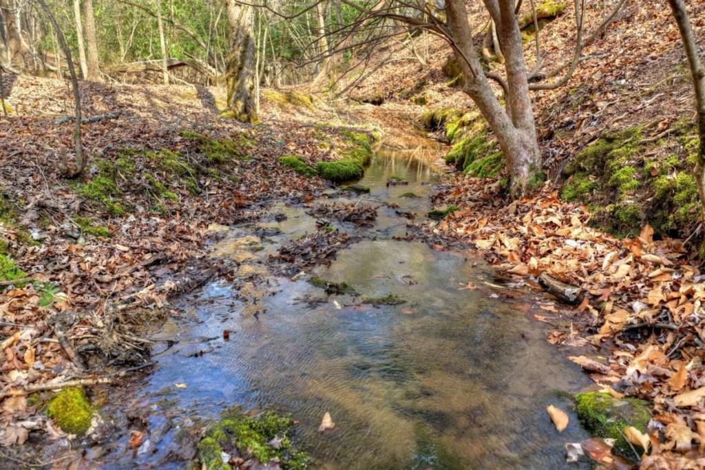 13 Rocky Ridge Mineral Bluff, GA 30559 - Photo 4 of 29 a view of a plants with large trees