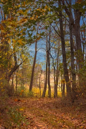 $879,000 | Tbd Tbd Old B And O Road, Raphine, VA 24472