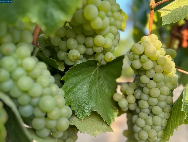 a close up of a plant in a garden