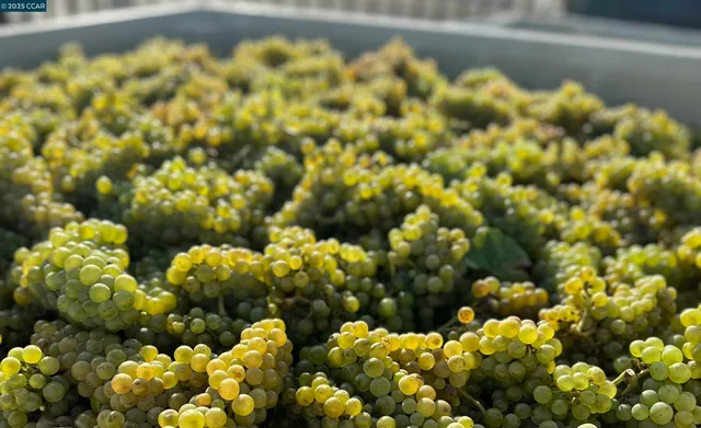 a view of a bunch of flowers