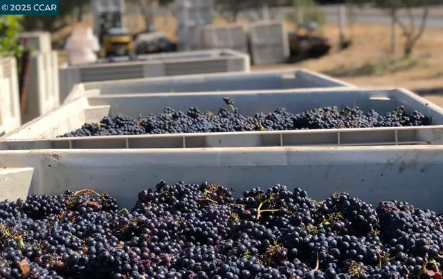 a view of a lot of flowers and fruits