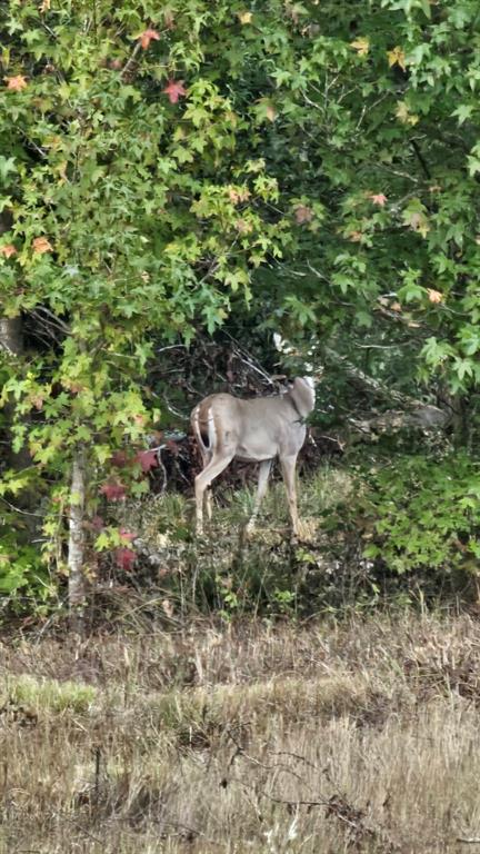 2162 County Road 174 Overton, TX 75684 - Photo 26 of 34 a view of a tree with a yard