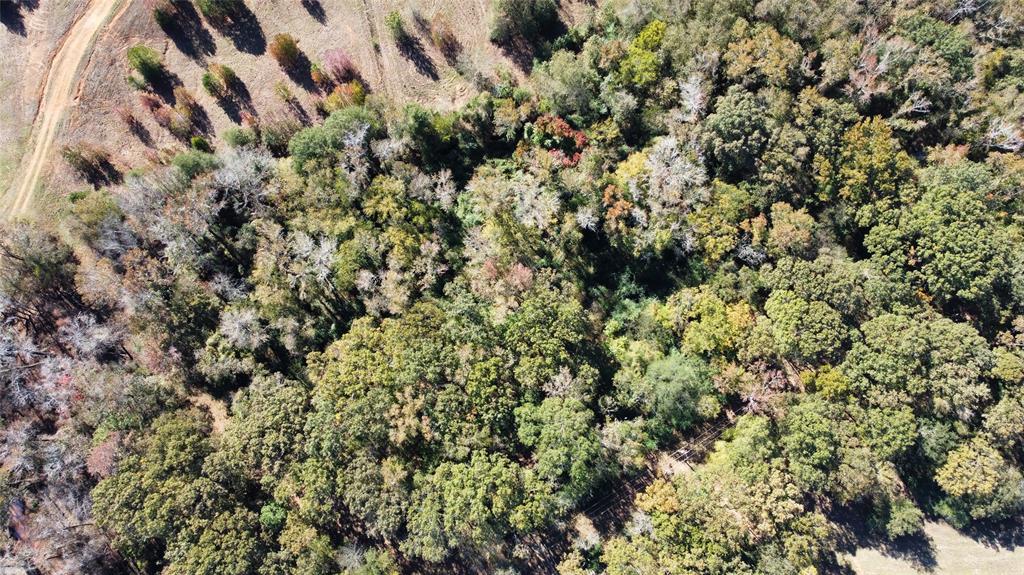 2162 County Road 174 Overton, TX 75684 - Photo 8 of 34 a view of a bunch of trees and bushes