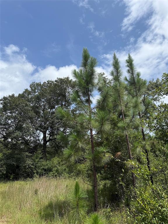 978 Joiner Road Chipley, FL 32428 - Photo 11 of 21