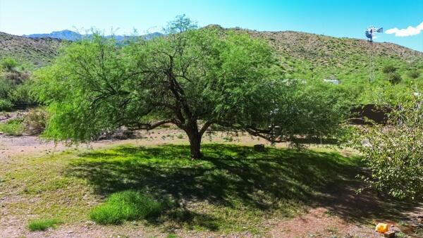 53282 Highway 188 Payson, AZ 85541 - Photo 9 of 66 mature shade
