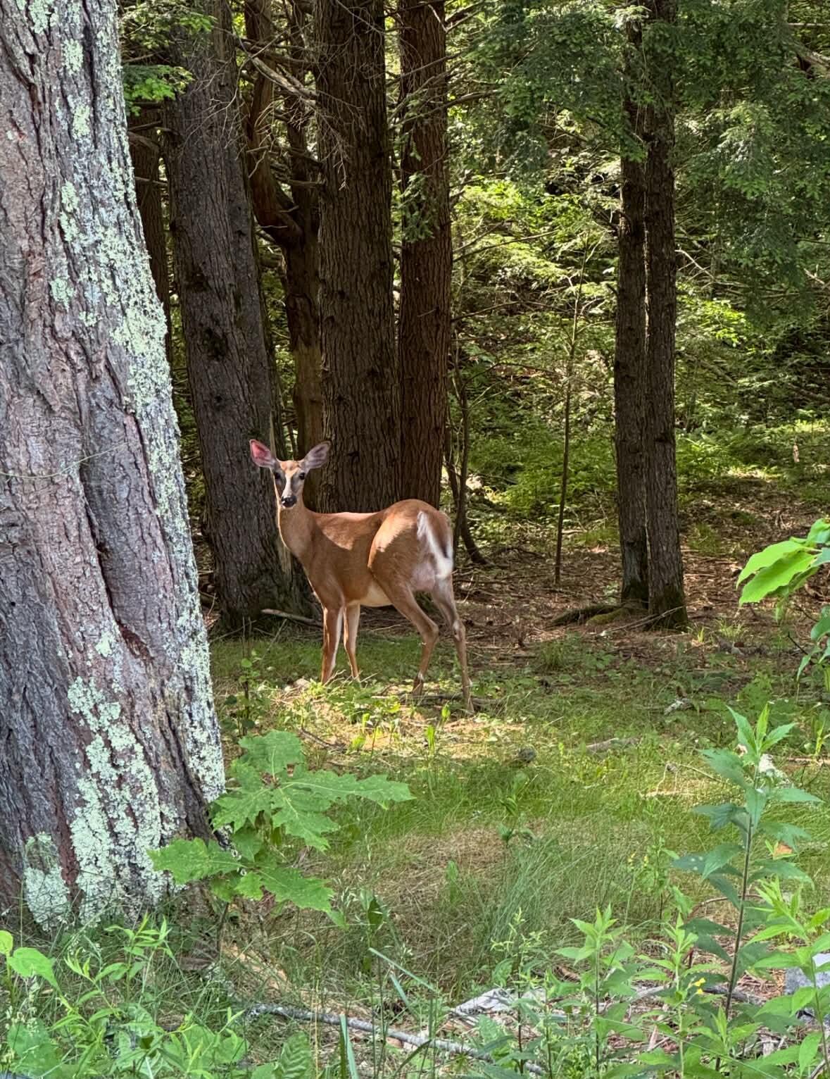 143 Hollis Road Dayton, ME 04005 - Photo 54 of 55 Backyard wildlife