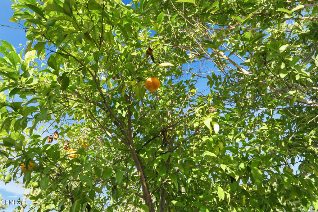 3032 Wallingford Road Pasadena, CA 91107 - Photo 58 of 68 58_3032-55