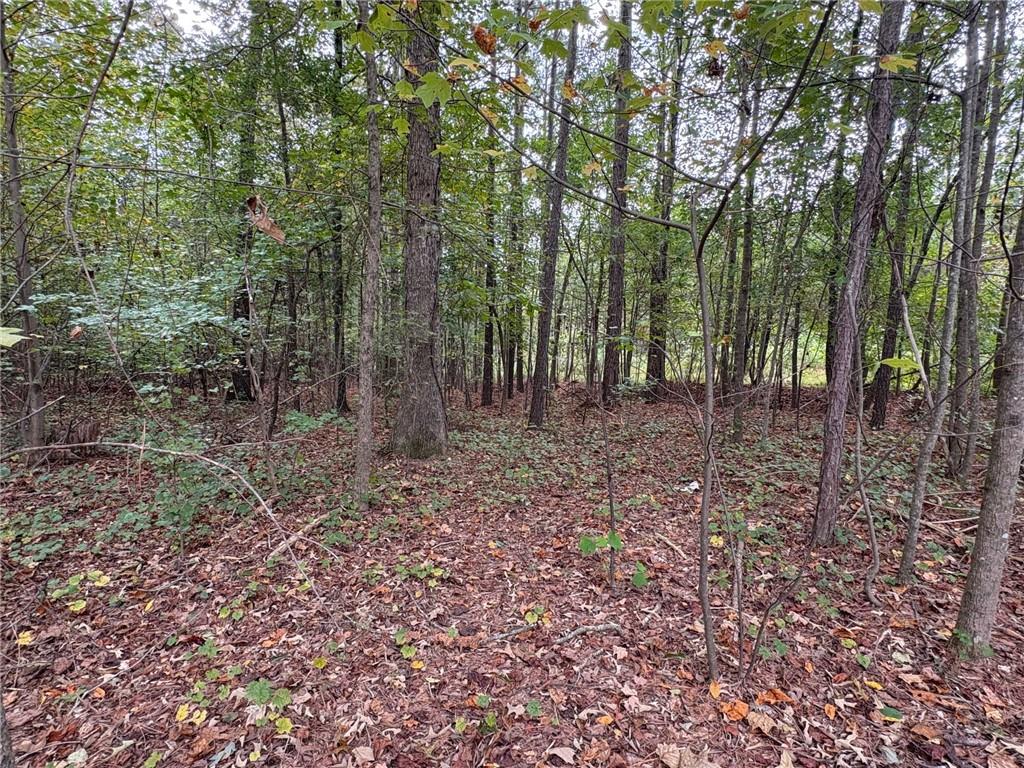 2075 Jerusalem Church Road Jasper, GA 30143 - Photo 3 of 14 a view of a forest with trees in the background