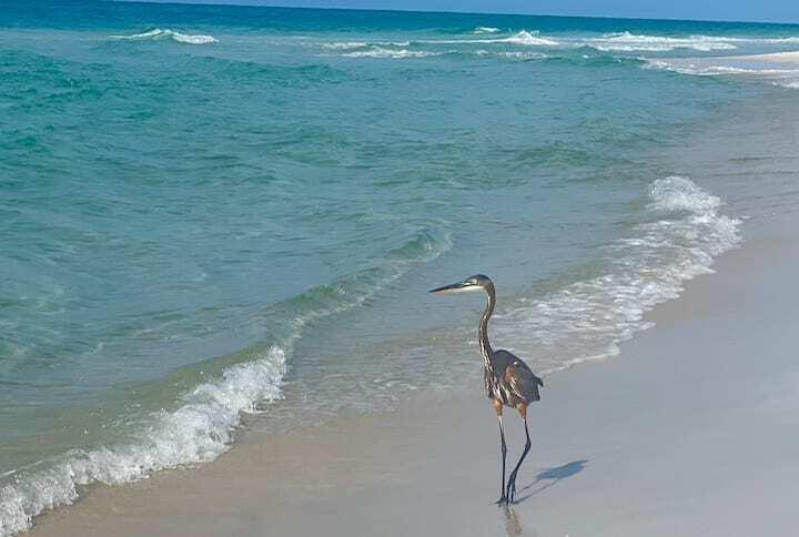 32461 East County Highway 30A, Unit 17 Inlet Beach, FL 32461 - Photo 43 of 53 a bathroom with a shower
